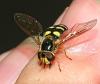 Eupeodes sp.